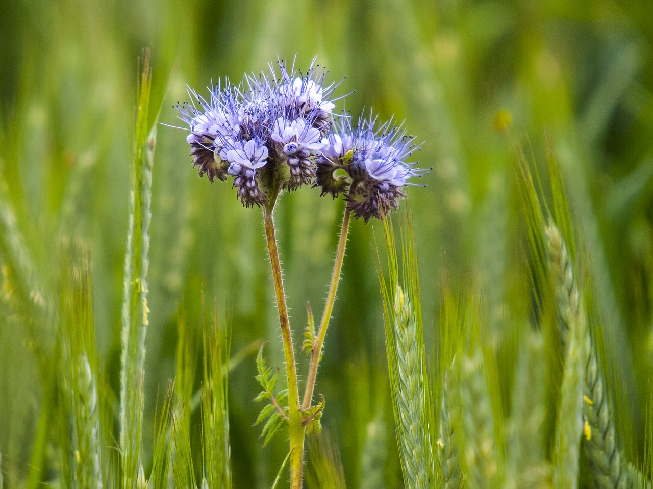 Phacelia, Phazelia, Augalas, Gėlė, Žiedas, Žydėti, Gamta, Nemokamos Nuotraukos,  Nemokama Licenzija