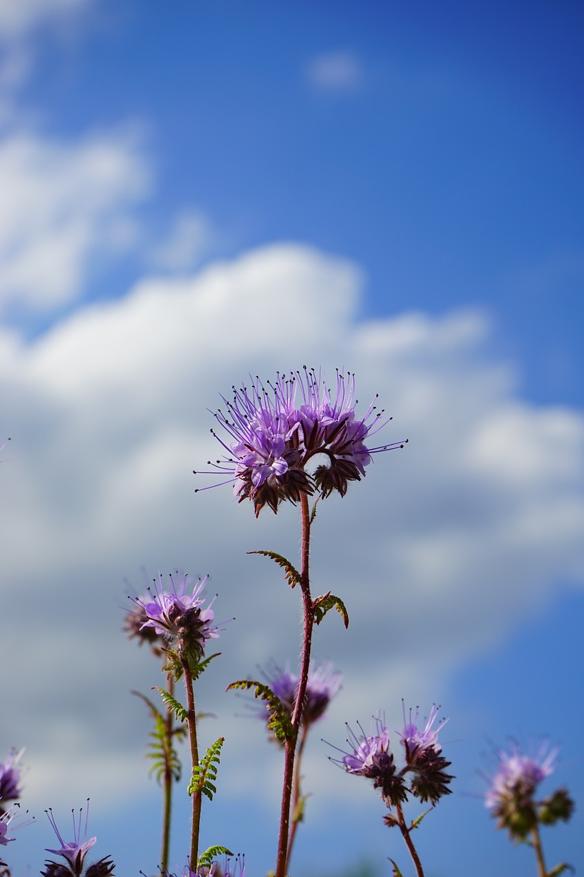 Phacelia, Gėlė, Gėlės, Žiedynai, Vanduo Lapų Žalia, Hydrophyllaceae, Raublattgewächs, Boraginaceae, Bitės, Bičių Draugas