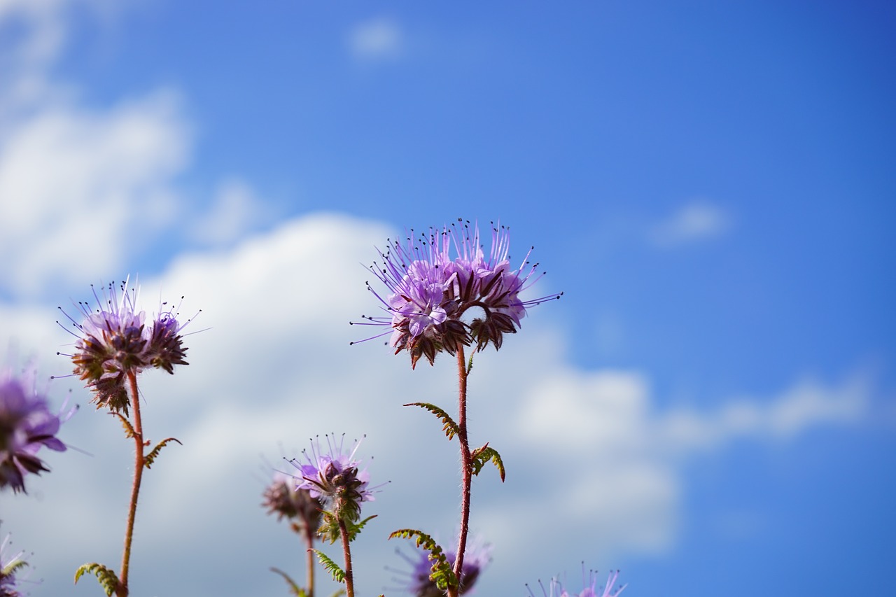 Phacelia, Gėlė, Gėlės, Žiedynai, Vanduo Lapų Žalia, Hydrophyllaceae, Raublattgewächs, Boraginaceae, Bitės, Bičių Draugas