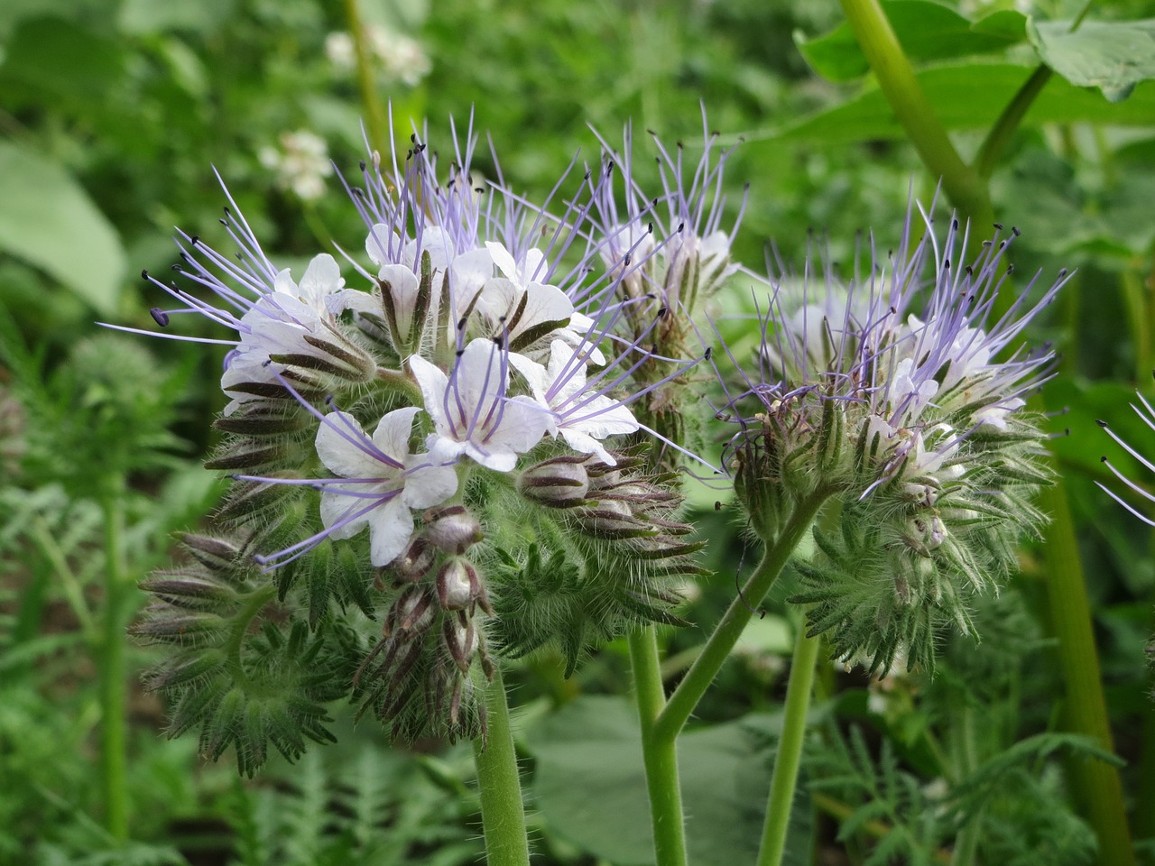 Phacelia Tanacetifolia, Nėriniai Fazelija, Mėlyna Paprika, Violetinė Tansy, Wildflower, Flora, Botanika, Žiedas, Makro, Augalas