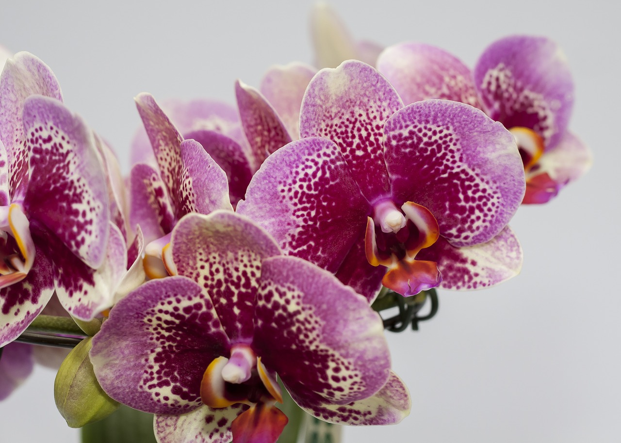 Phalaenopsis, Violetinė, Orchidėja, Farbenpracht, Žydėti, Phalaenopsis Orchidėja, Augalas, Žiedas, Žydėti, Flora
