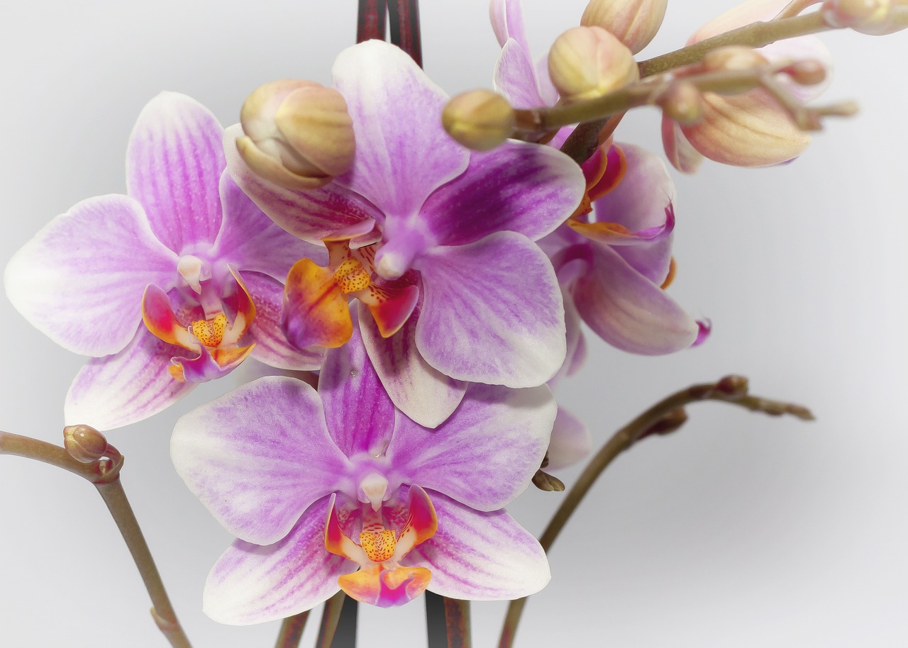 Phalaenopsis, Violetinė, Orchidėja, Farbenpracht, Žydėti, Phalaenopsis Orchidėja, Augalas, Žiedas, Žydėti, Flora