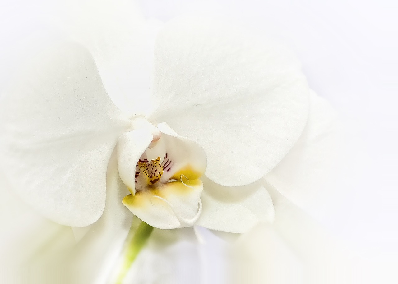 Phalaenopsis, Orchidėja, Balta, Švelnus, Žiedas, Žydėti, Gėlė, Phalaenopsis Orchidėja, Atogrąžų, Drugelis Orchidėja