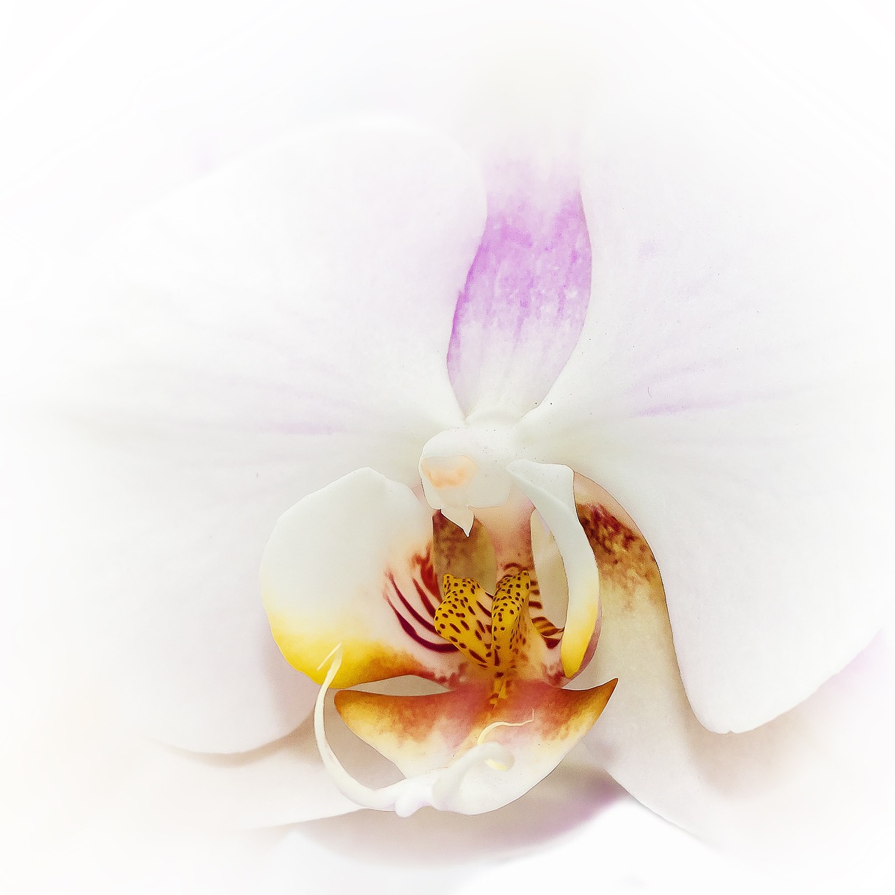 Phalaenopsis, Orchidėja, Balta, Švelnus, Žiedas, Žydėti, Gėlė, Phalaenopsis Orchidėja, Atogrąžų, Drugelis Orchidėja