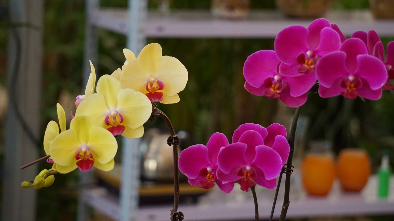 Phalaenopsis, Spalva, Geltona Violetinė, Nemokamos Nuotraukos,  Nemokama Licenzija