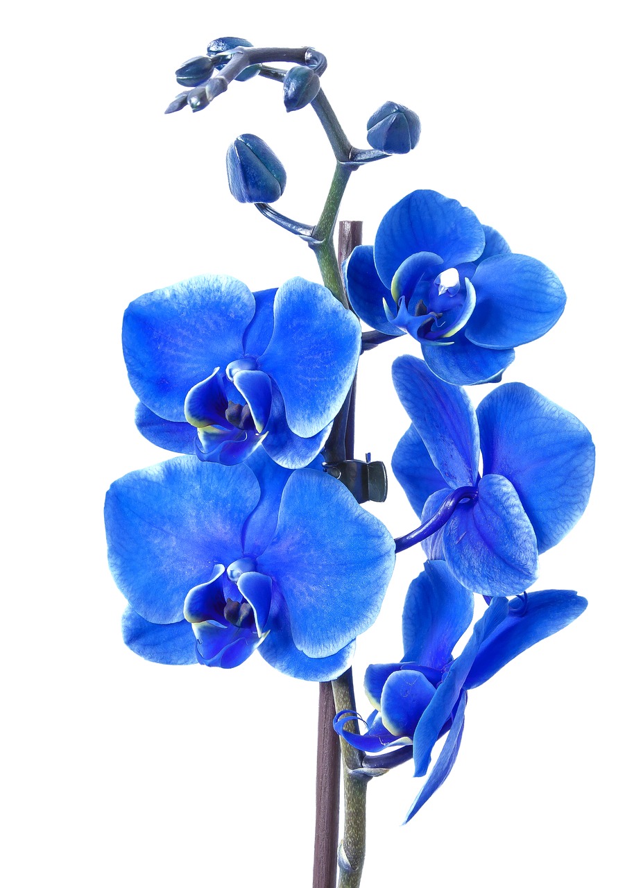 Phalaenopsis, Orchidėja, Spalvota Mėlyna, Phalaenopsis Orchidėja, Gėlė, Atogrąžų, Drugelis Orchidėja, Augalas, Žiedas, Žydėti