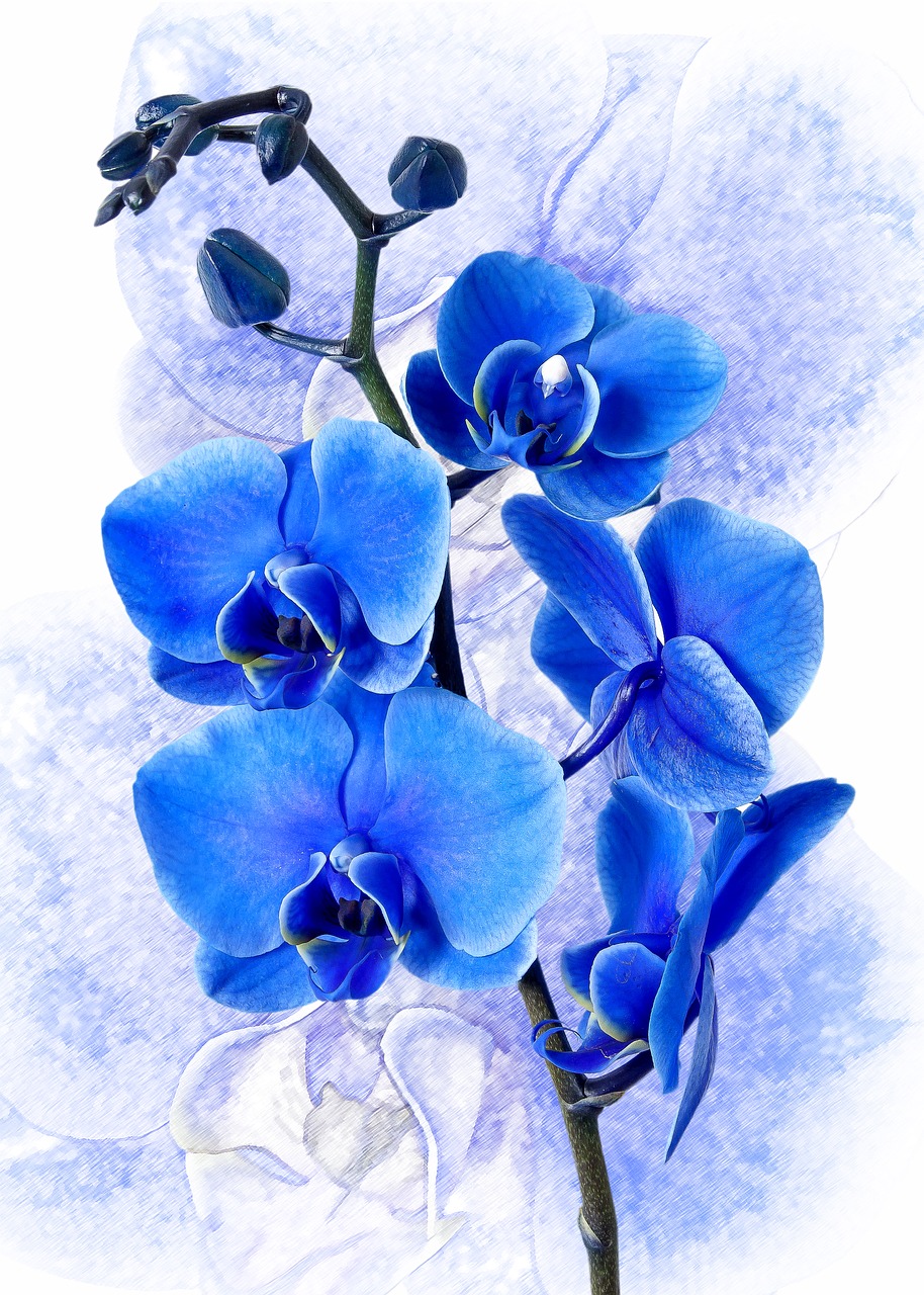 Phalaenopsis, Orchidėja, Spalvota Mėlyna, Phalaenopsis Orchidėja, Gėlė, Atogrąžų, Drugelis Orchidėja, Augalas, Žiedas, Žydėti