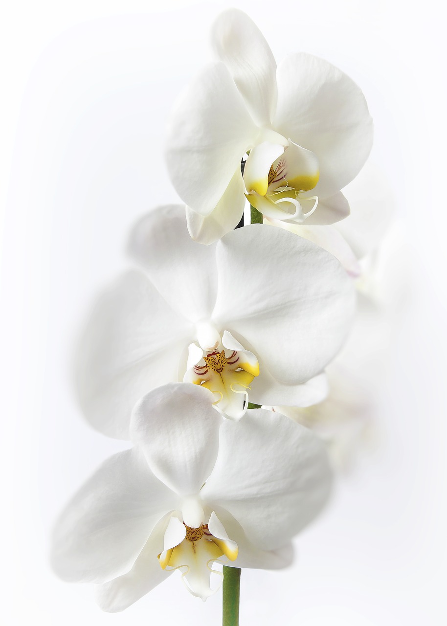 Phalaenopsis, Orchidėja, Balta, Phalaenopsis Orchidėja, Gėlė, Atogrąžų, Drugelis Orchidėja, Augalas, Žiedas, Žydėti
