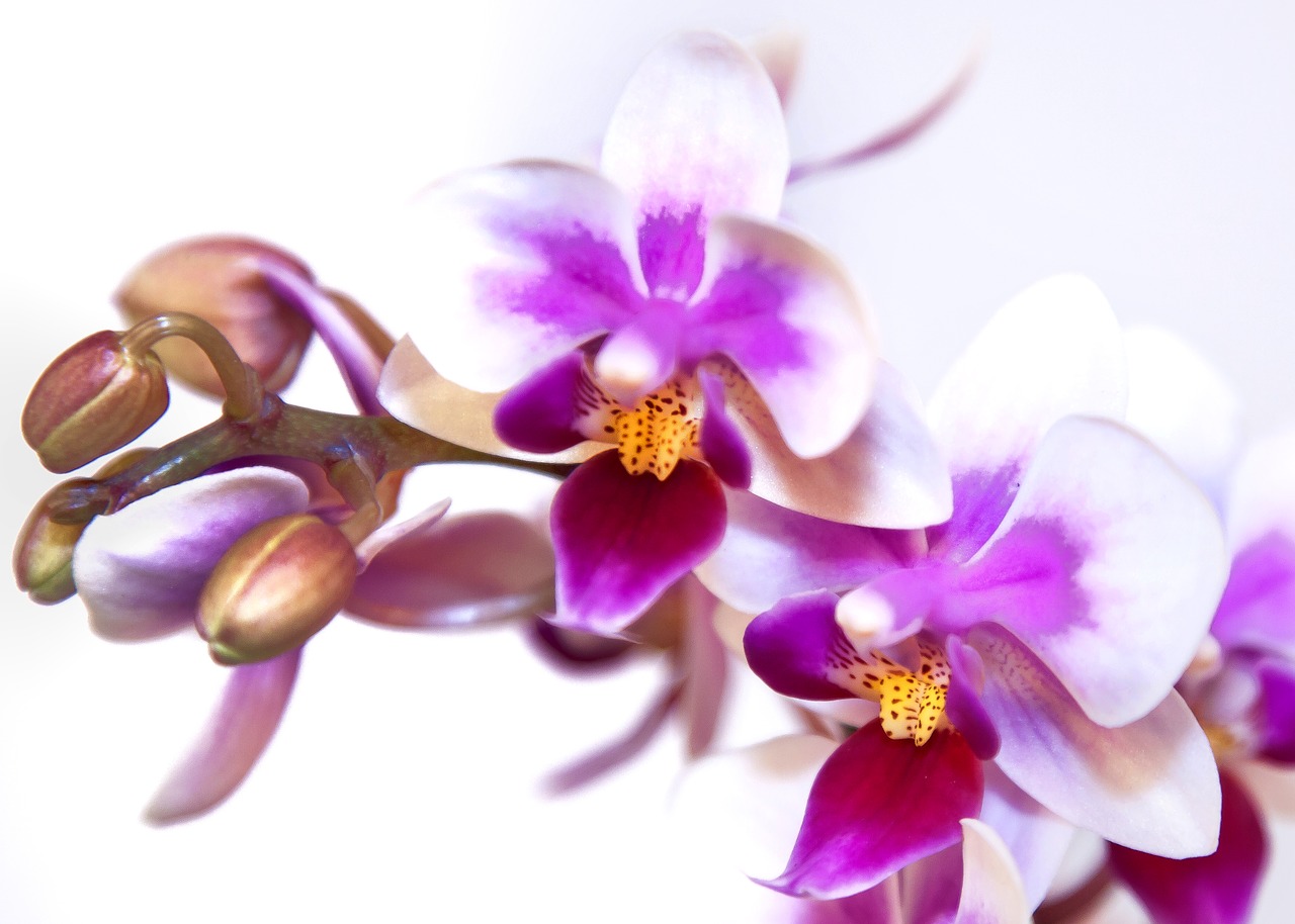 Phalaenopsis, Orchidėja, Balta Rožinė, Phalaenopsis Orchidėja, Gėlė, Atogrąžų, Drugelis Orchidėja, Augalas, Žiedas, Žydėti