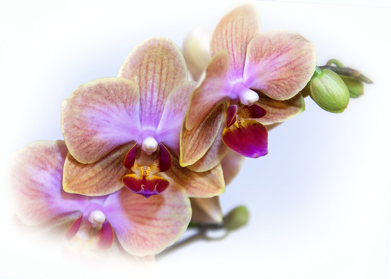 Phalaenopsis, Orchidėja, Žiedas, Žydėti, Egzotiškas, Atogrąžų, Phalaenopsis Orchidėja, Gėlė, Drugelis Orchidėja, Rožinis