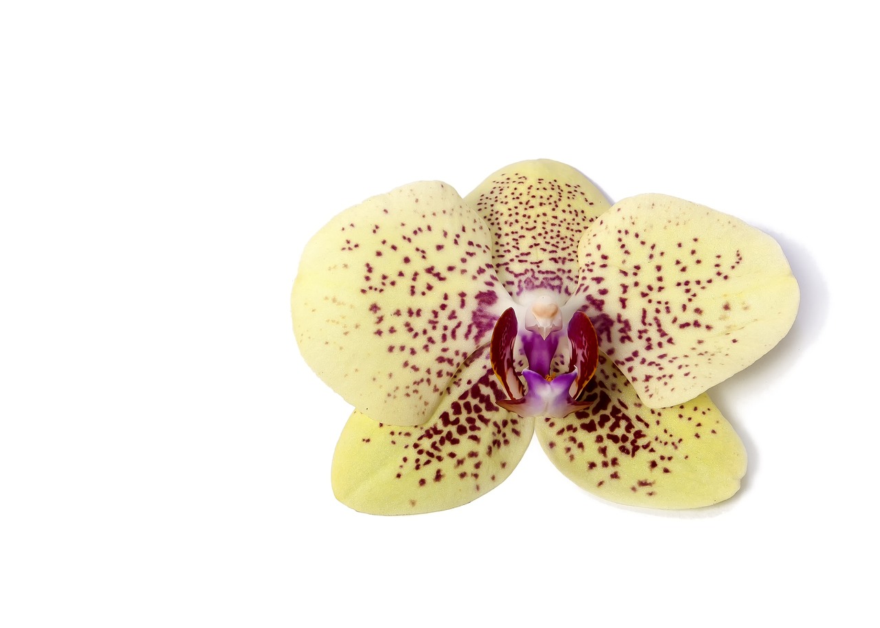 Phalaenopsis, Orchidėja, Phalaenopsis Orchidėja, Atogrąžų, Gėlė, Dryžuotas, Kalaidoskop, Drugelis Orchidėja, Rožinis, Augalas