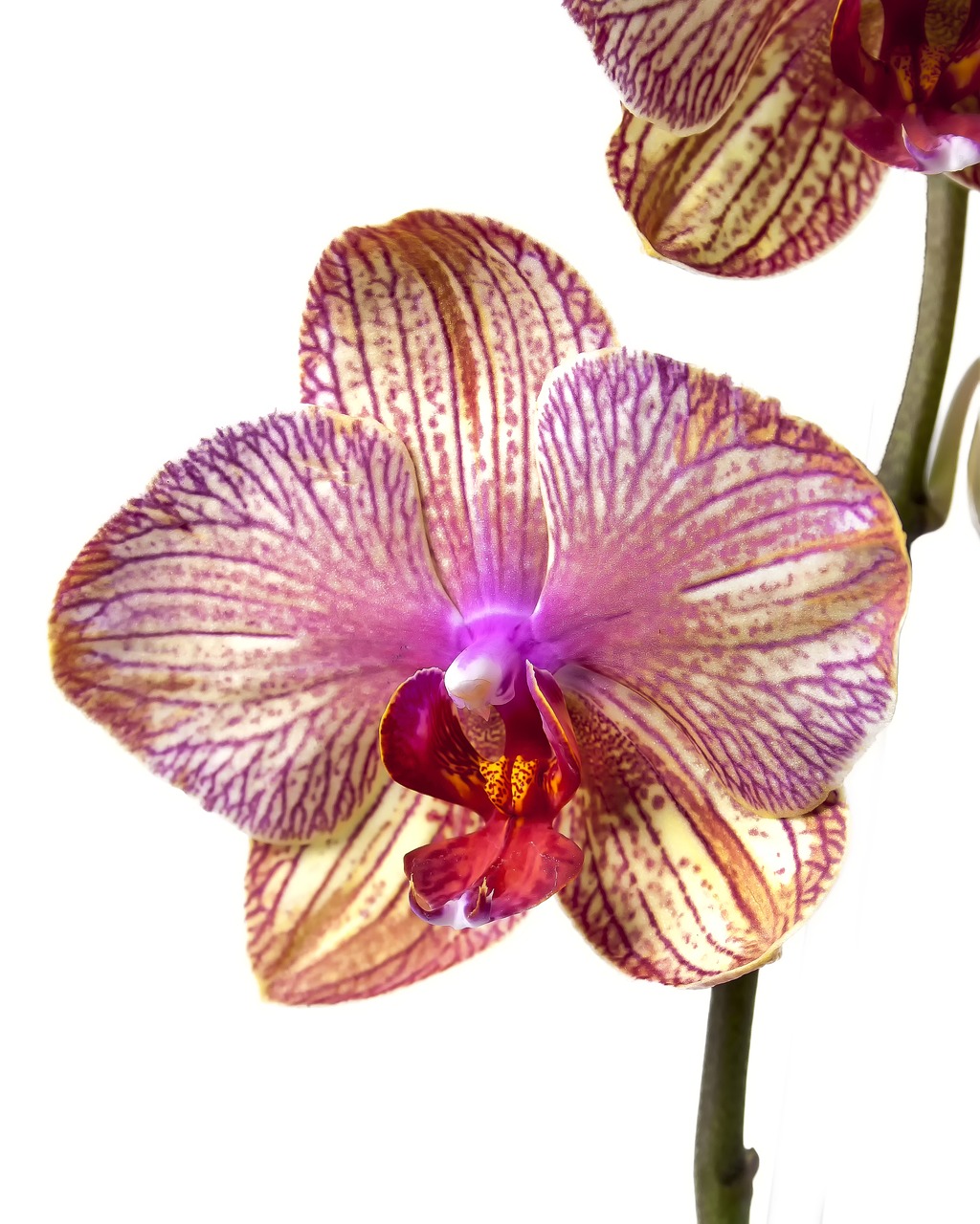 Phalaenopsis, Orchidėja, Phalaenopsis Orchidėja, Atogrąžų, Gėlė, Dryžuotas, Kalaidoskop, Drugelis Orchidėja, Rožinis, Augalas