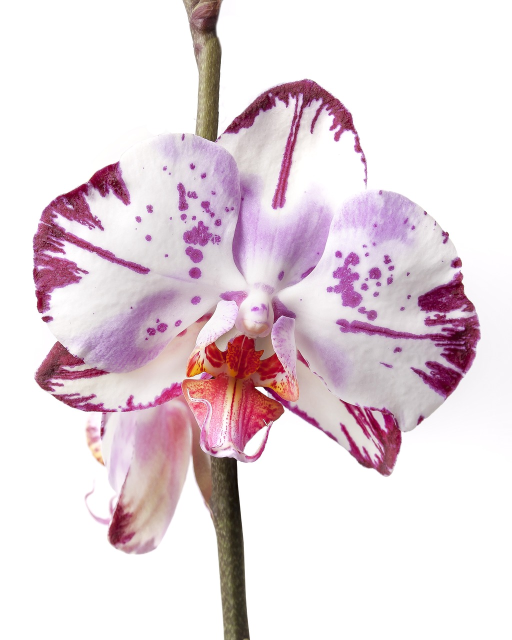 Phalaenopsis, Orchidėja, Phalaenopsis Orchidėja, Atogrąžų, Gėlė, Dryžuotas, Kalaidoskop, Drugelis Orchidėja, Rožinis, Augalas