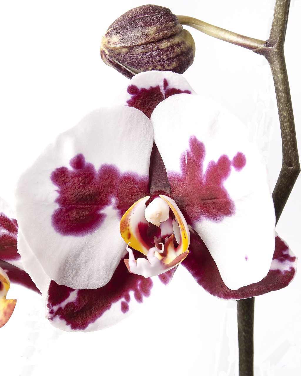 Phalaenopsis, Orchidėja, Phalaenopsis Orchidėja, Atogrąžų, Gėlė, Dryžuotas, Kalaidoskop, Drugelis Orchidėja, Rožinis, Augalas