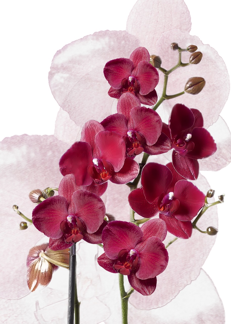 Phalaenopsis, Orchidėjos, Burgundija, Raudona, Augalas, Gėlė, Žiedas, Žydėti, Atogrąžų, Egzotiškas