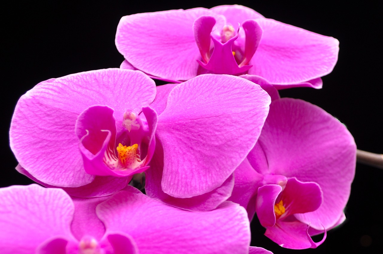 Phalaenopsis, Orquidea, Orchidėja, Gėlė, Gėlės, Violetinė, Nemokamos Nuotraukos,  Nemokama Licenzija
