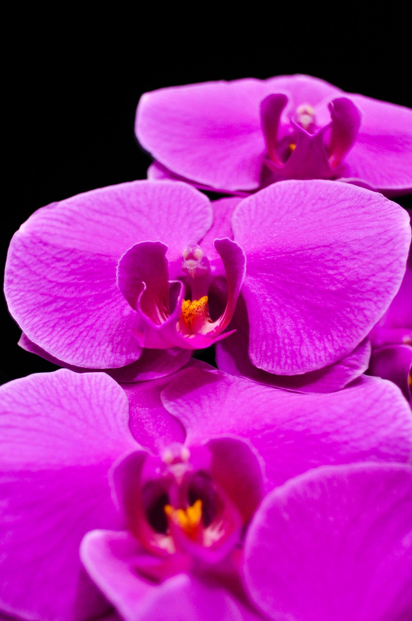 Phalaenopsis, Orquidea, Orchidėja, Gėlės, Gėlė, Violetinė, Nemokamos Nuotraukos,  Nemokama Licenzija
