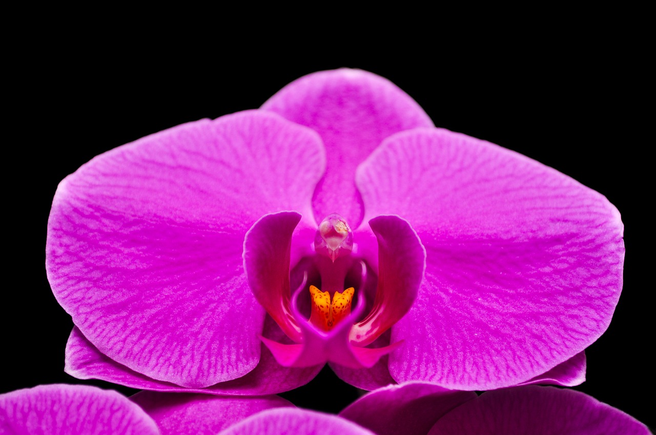 Phalaenopsis, Orquidea, Gėlė, Violetinė, Nemokamos Nuotraukos,  Nemokama Licenzija