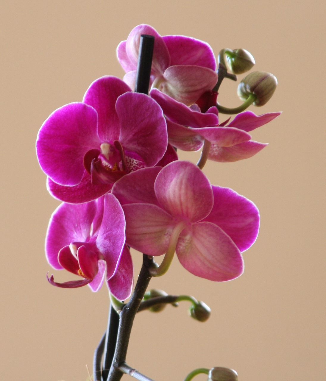 Phalaenopsis,  Žiedlapis,  Spalva,  Botanika,  Augalas,  Grožis,  Flora,  Gėlė,  Be Honoraro Mokesčio, Nemokamos Nuotraukos