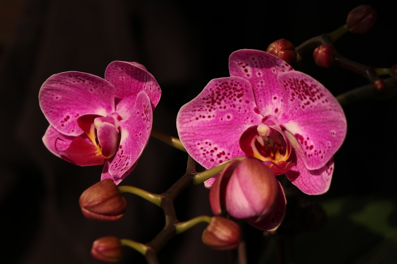 Цветы орхидея бабочка. Орхидея Phalaenopsis Mikimoto. Орхидея Ягуар фаленопсис. Фаленопсис Голден Ривер.