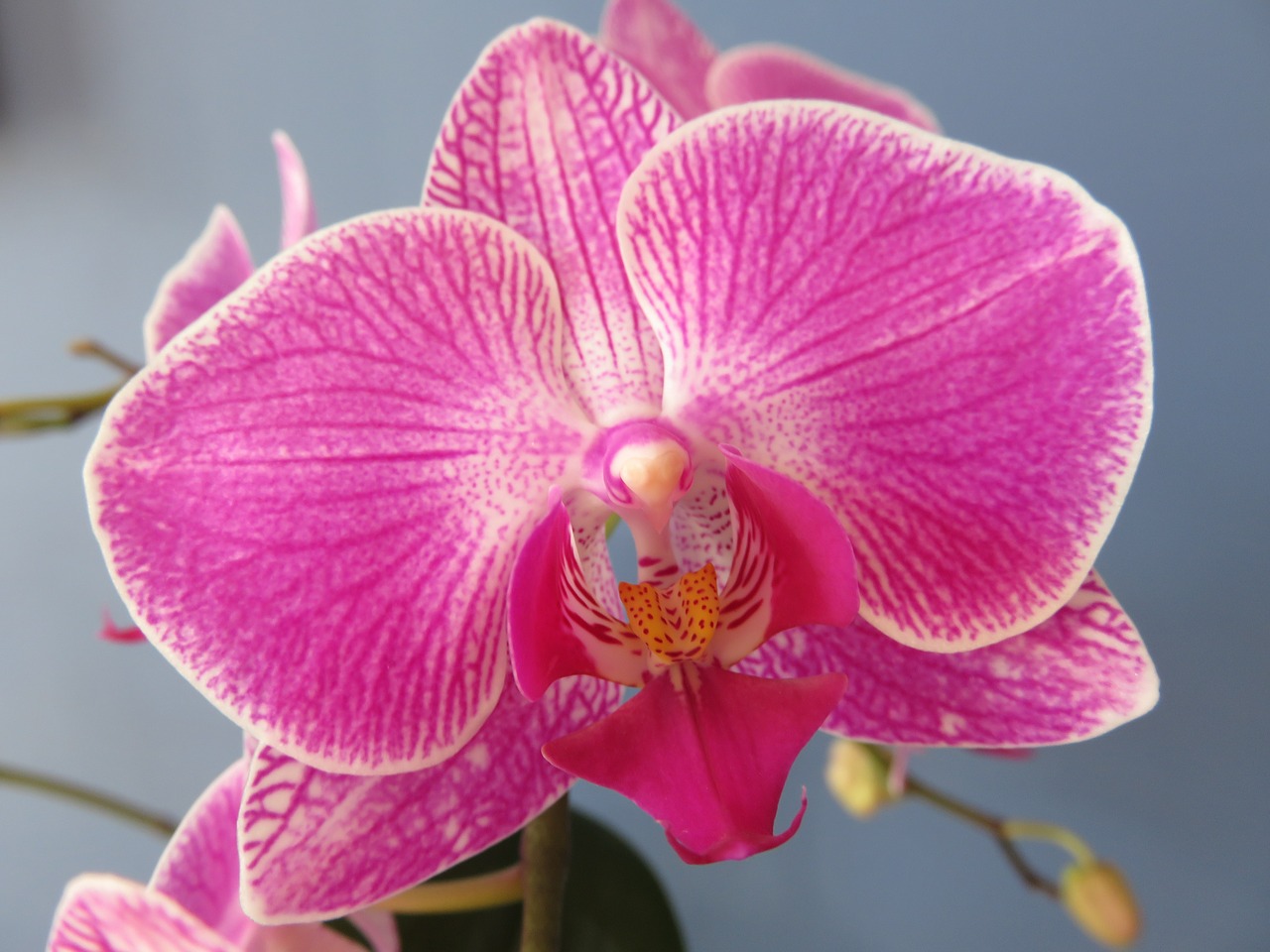 Phalaenopsis, Orchidėja, Gėlė, Žiedas, Melo Orchidėja, Rožinis, Egzotiškas, Nemokamos Nuotraukos,  Nemokama Licenzija