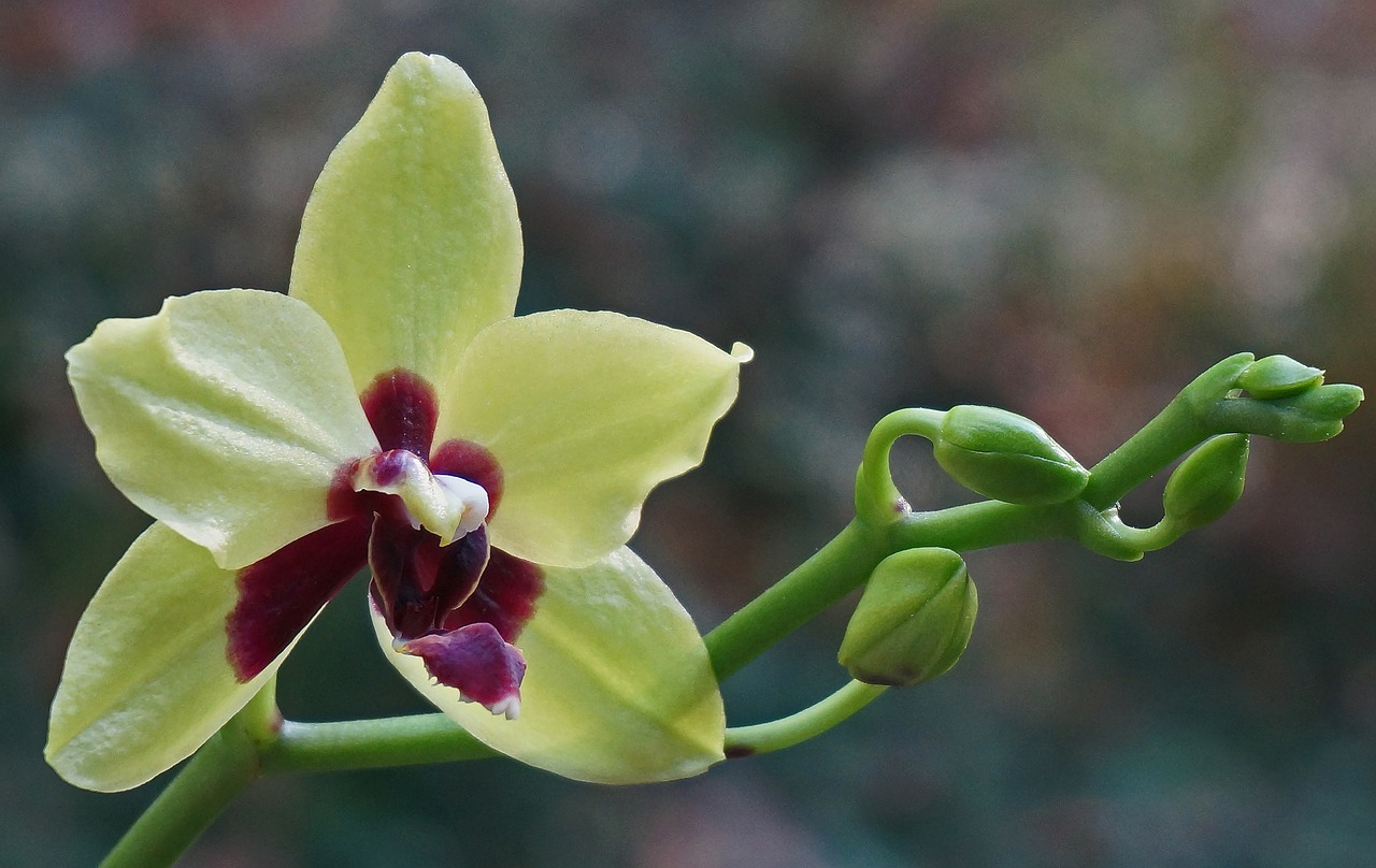 Phalaenopsis Orchidėja, Hibridas, Orchidėja, Atogrąžų, Augalas, Gamta, Gėlė, Žiedas, Žydėti, Geltona