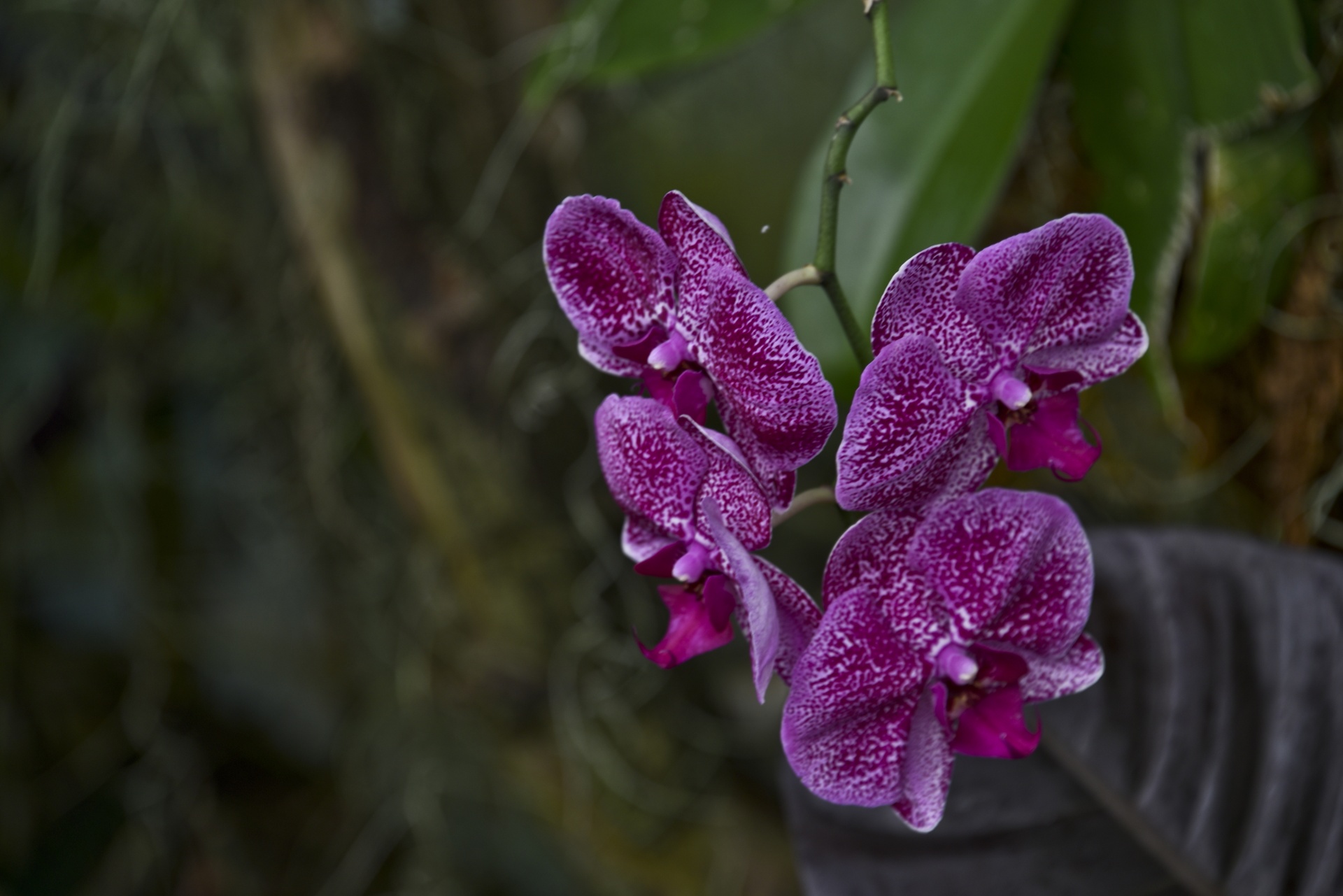 Gėlė,  Orchidėja,  Phalaenopsis,  Violetinė,  Izoliuotas,  Phalaenopsis Purpurinė Orchidėja, Nemokamos Nuotraukos,  Nemokama Licenzija