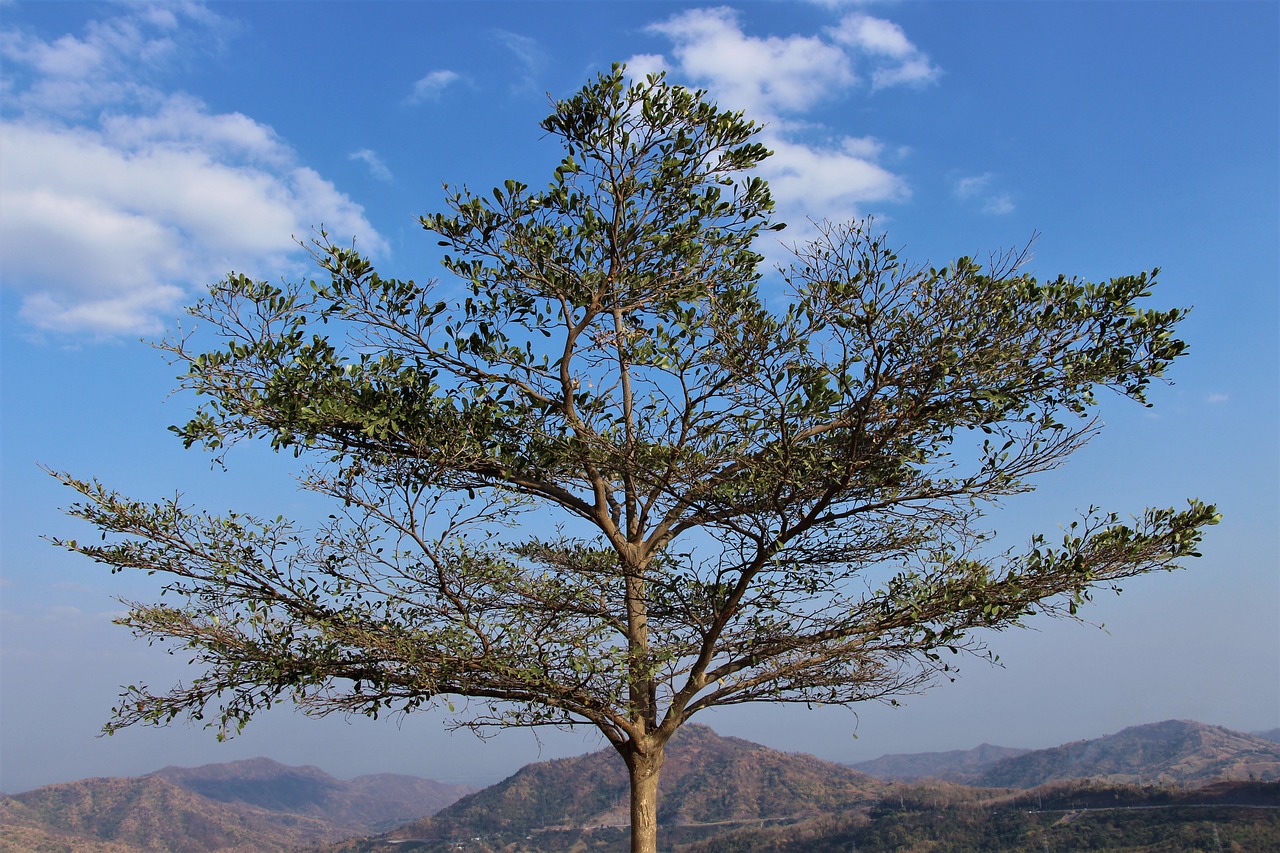 Phetchabun, Tailandas, Medis, Nemokamos Nuotraukos,  Nemokama Licenzija