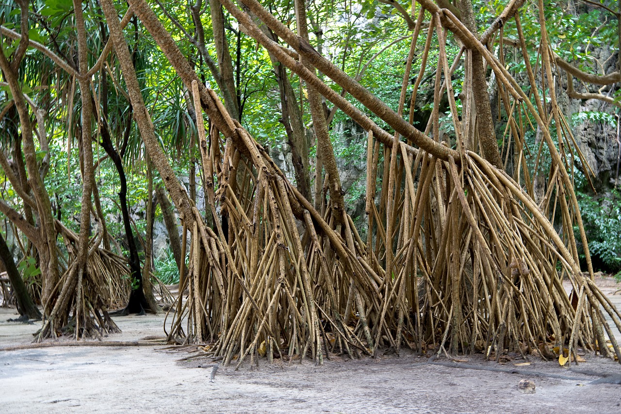 Phi Phi Salos, Phi Phi Lay, Šaknys, Tailandas, Phuket, Gamta, Medis, Nemokamos Nuotraukos,  Nemokama Licenzija