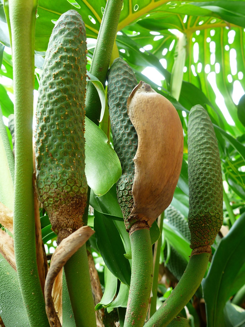 Filodendras, Žiedas, Žydėti, Žiedynai, Stūmoklis, Filodendrinė Gėlė, Medžio Filodendras, Philodendron Bipinnatifidum, Medžio Draugas, Aroideae