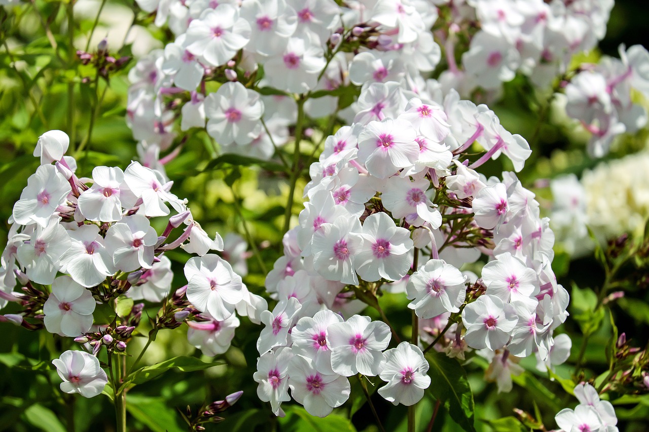 Floksas, Liepsnos Žiedas, Gėlė, Žiedas, Žydėti, Gėlės, Balta Rožinė, Gėlių Sodas, Nemokamos Nuotraukos,  Nemokama Licenzija