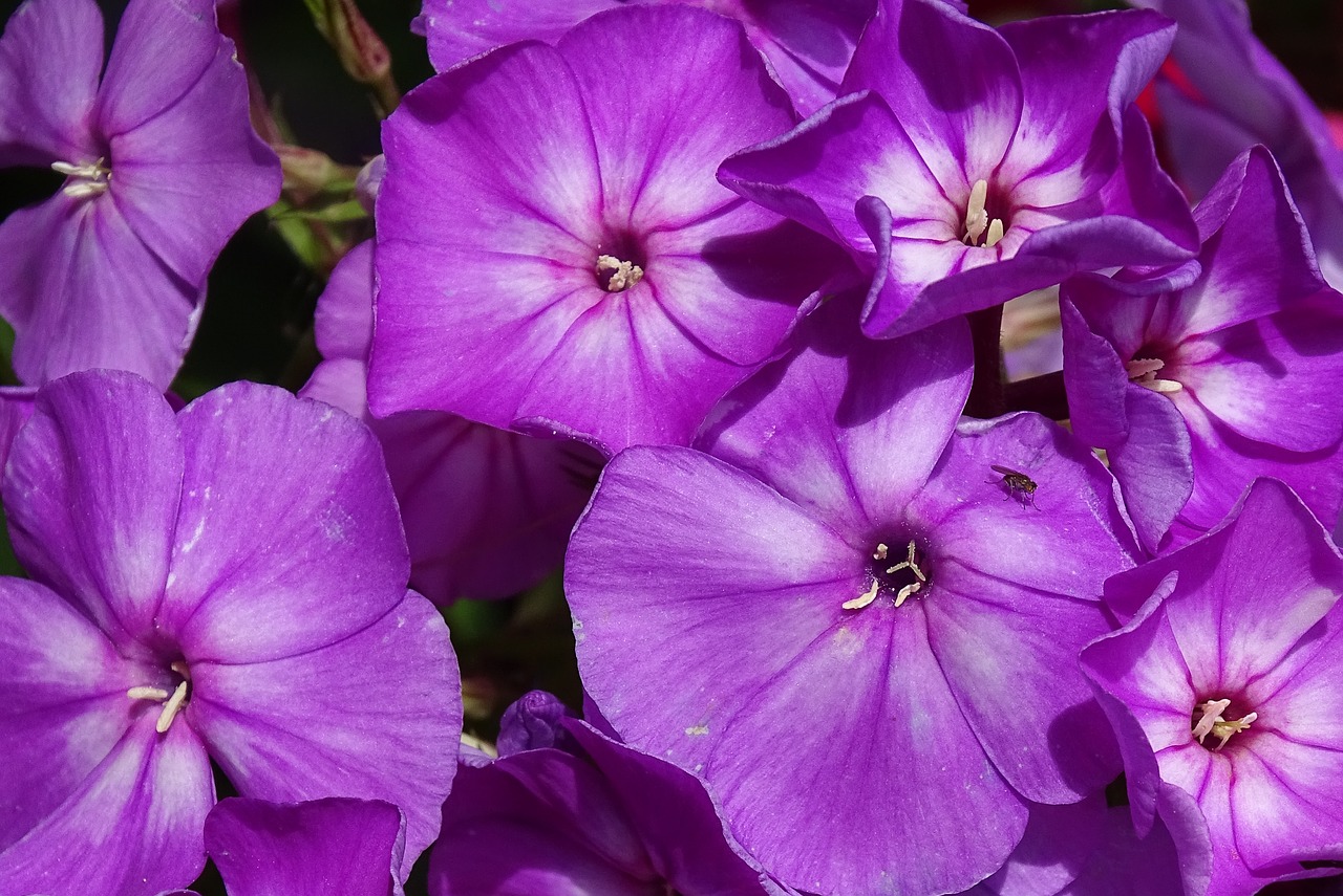 Floksas, Liepsnos Žiedas, Didelis Daugiametis Floksis, Gėlių Sodas, Liepsnos Gėlių Puokštė, Violetinė, Phlox Paniculata, Gėlių Krūmas, Nemokamos Nuotraukos,  Nemokama Licenzija