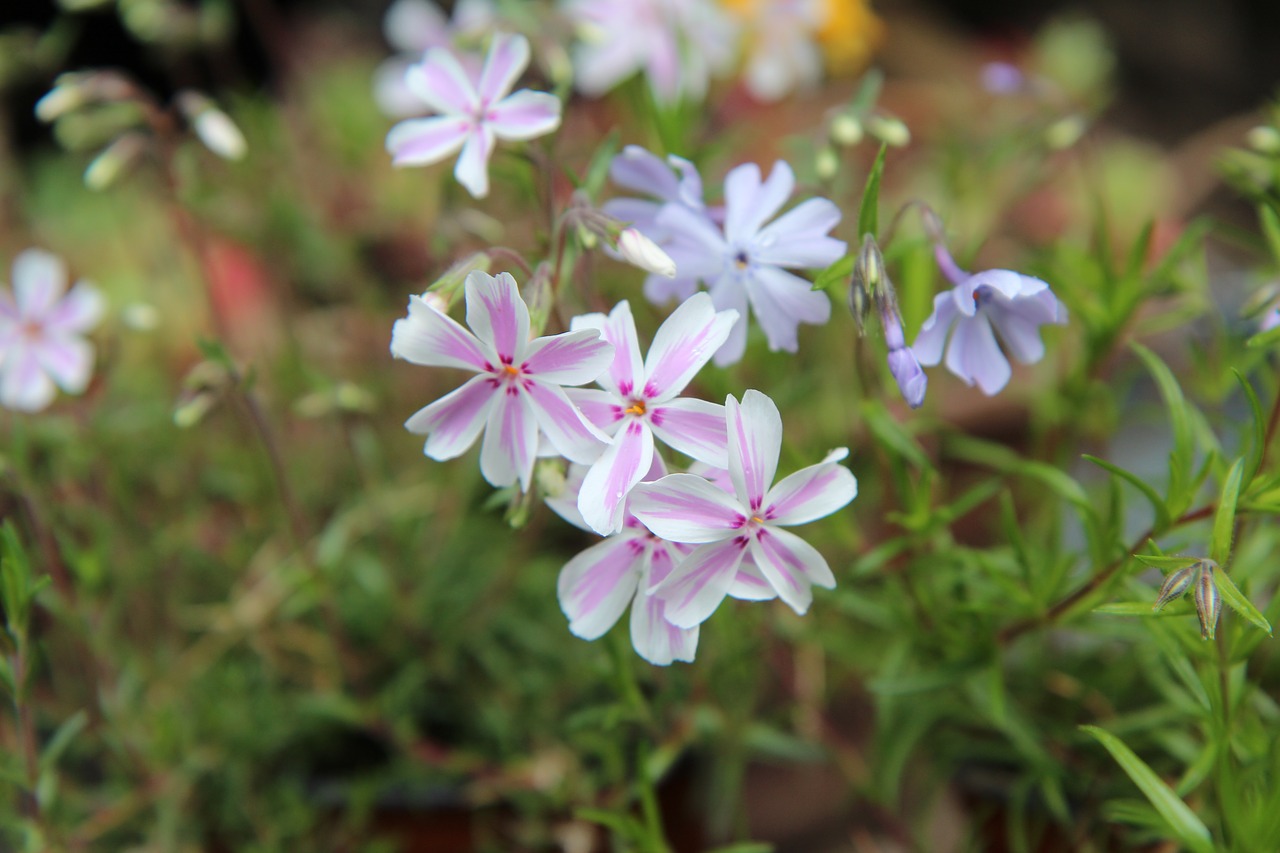 Phlox,  Žydėjimo,  Spyruoklė-Žydėjimo,  Gėlės,  Rožinis, Nemokamos Nuotraukos,  Nemokama Licenzija