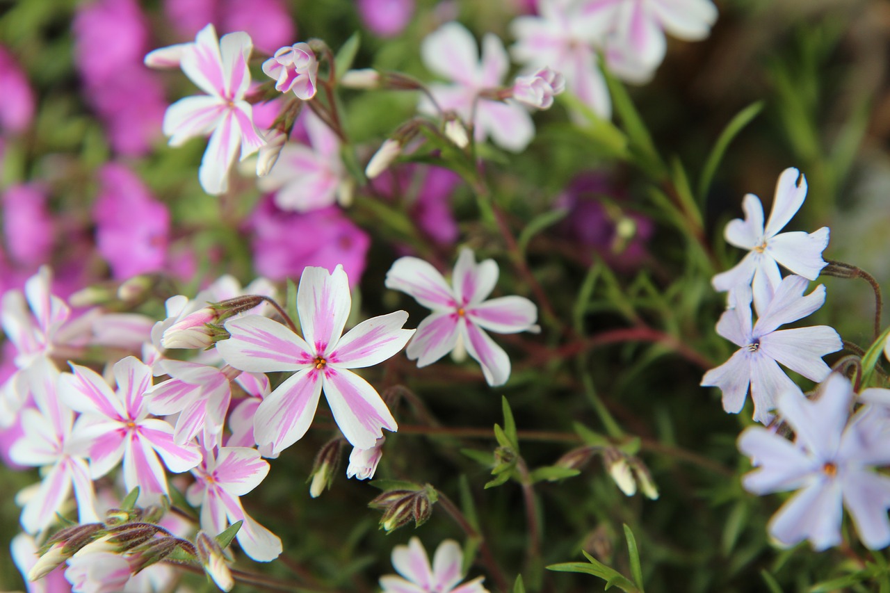 Phlox,  Phlox Rausva Balta,  Daugiamečių,  Žiedlapis Rožinė, Nemokamos Nuotraukos,  Nemokama Licenzija