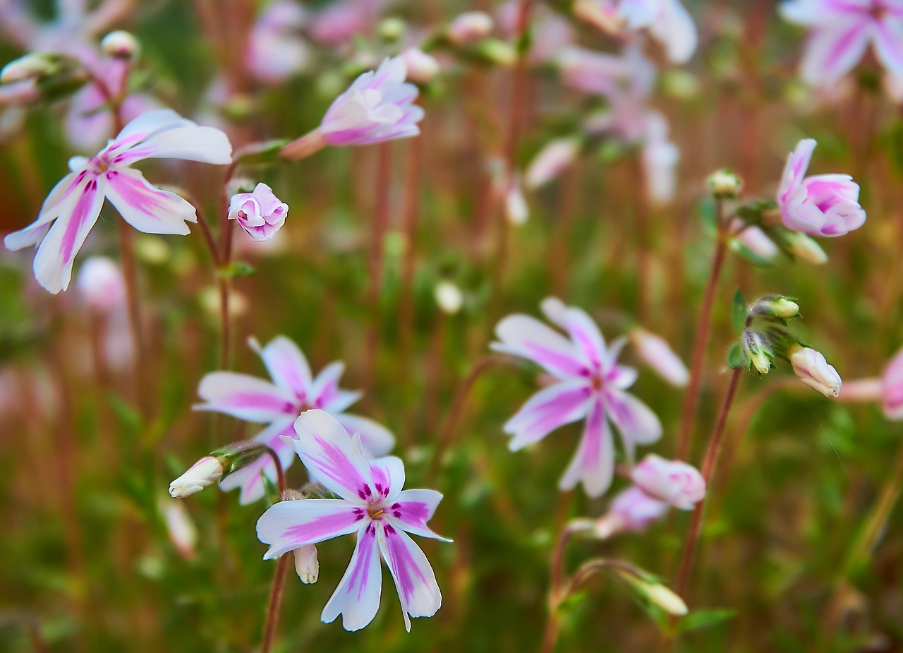 Phlox,  Flioksas Subulata,  Tamaongalie,  Kilimų Flioksas,  Apmušalai Daugiamečiai,  Hardy,  Nykštukė Kilimas,  Baltos Spalvos,  Rožinis,  Dryžuotas