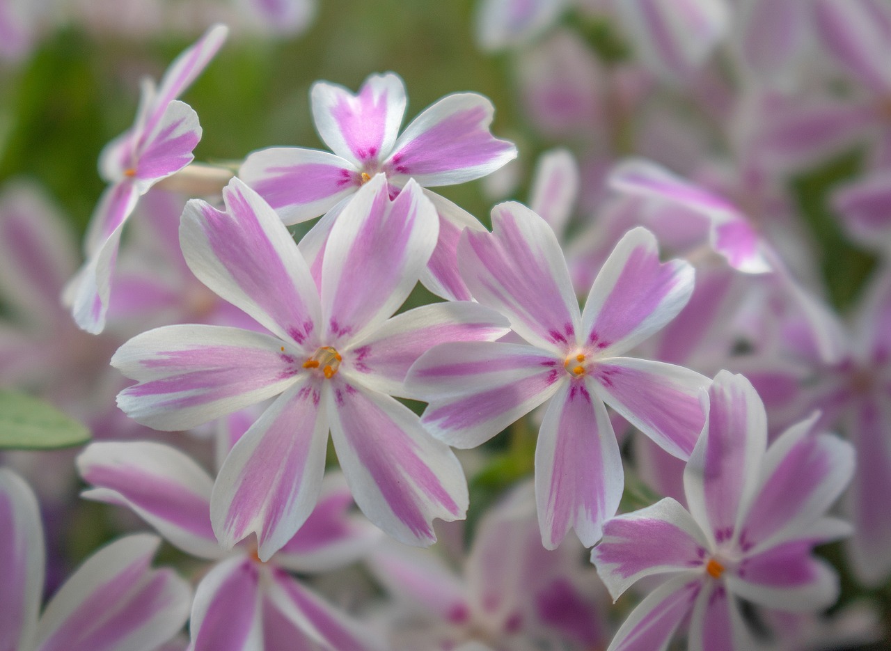 Phlox,  Flioksas Subulata,  Tamaongalie,  Kilimų Flioksas,  Apmušalai Daugiamečiai,  Hardy,  Nykštukė Kilimas,  Rožinė Ir Balta,  Gėlės,  Pagalvėlė Gėlių