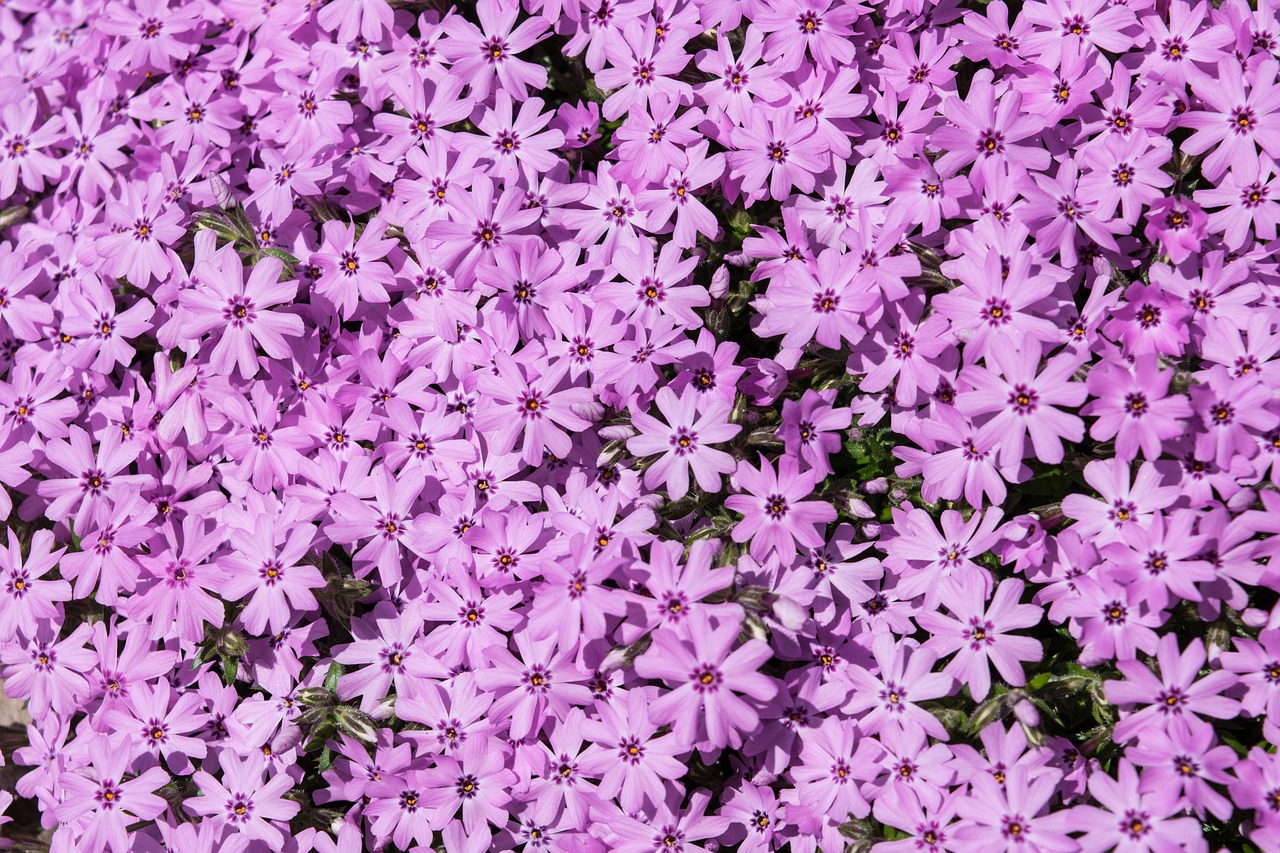 Phlox,  Gėlė,  Augalų,  Pobūdį,  Žydėjimo,  Spalvinga,  Šviesus, Nemokamos Nuotraukos,  Nemokama Licenzija