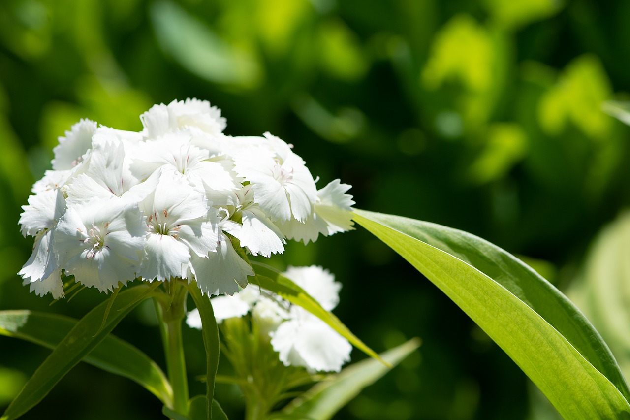 Phlox,  Gėlė,  Baltos Spalvos,  Balta Gėlė,  Žiedas,  Žydi,  Baltas Žiedas,  Sodas,  Sode,  Vasara