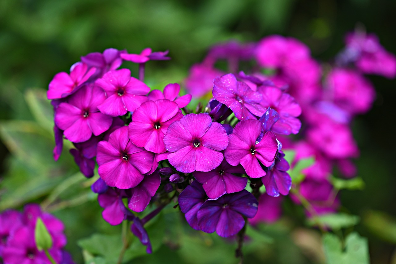 Phlox,  Gėlė,  Augalų,  Žiedas,  Visiškai Rozkwitnie,  Vasara,  Lauke, Nemokamos Nuotraukos,  Nemokama Licenzija