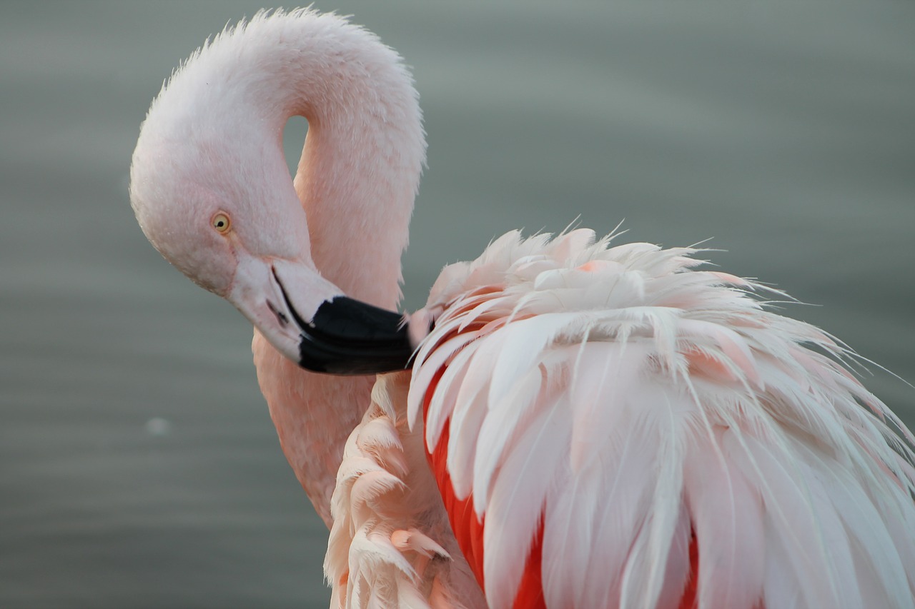 Phoenicopterus Chilensis,  Chileinis Flamingas,  Pietų Amerika,  Ave,  Plumėjimas,  Gyvūnas,  Elegancija,  Smailė, Nemokamos Nuotraukos,  Nemokama Licenzija