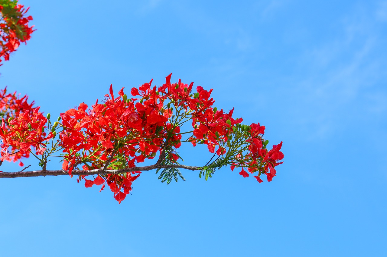 Phoenix Gėlių,  Poinciana, Nemokamos Nuotraukos,  Nemokama Licenzija