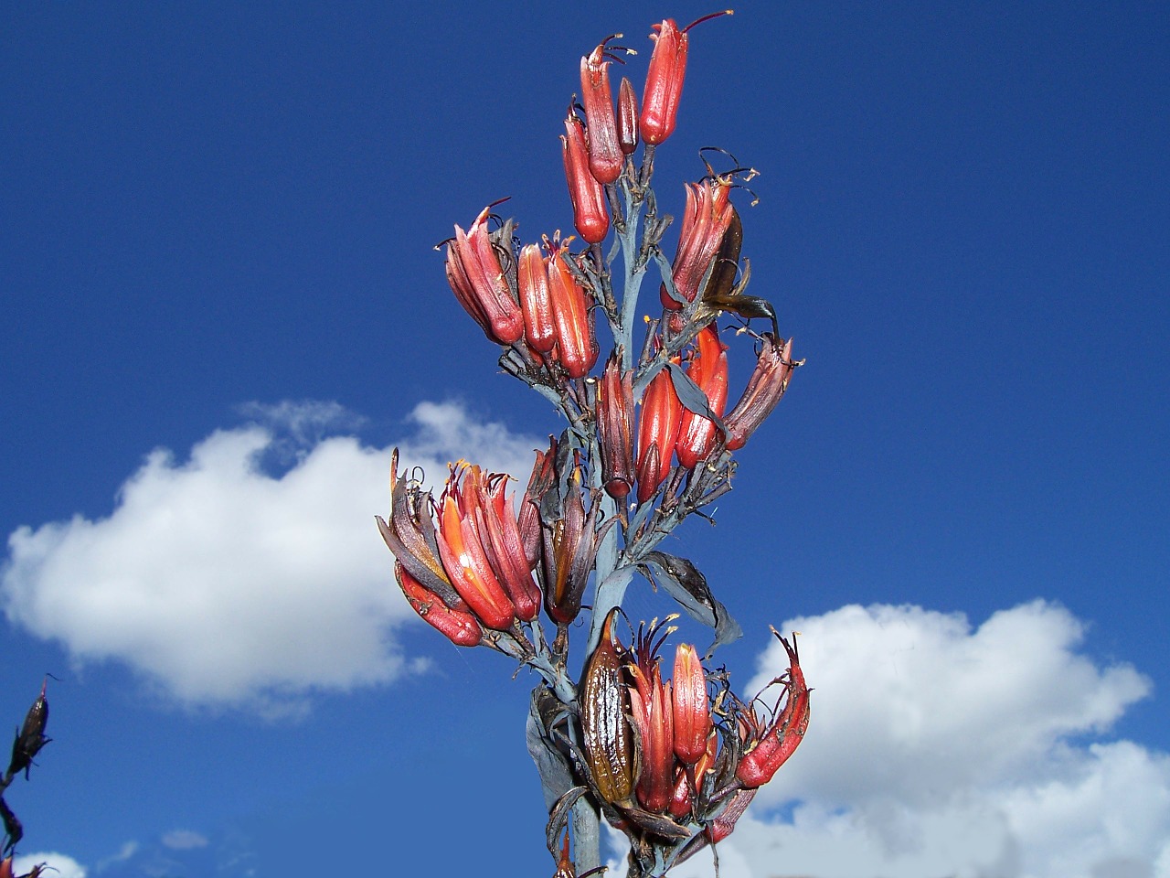 Phormium Tenax, Linai, Harakeke, Gėlė, Spiglys, Oranžinė Raudona, Naujos Žemyninės Kanapės, Naujas Zealand Linas, Nuodingas Augalas, Diržo Lapai