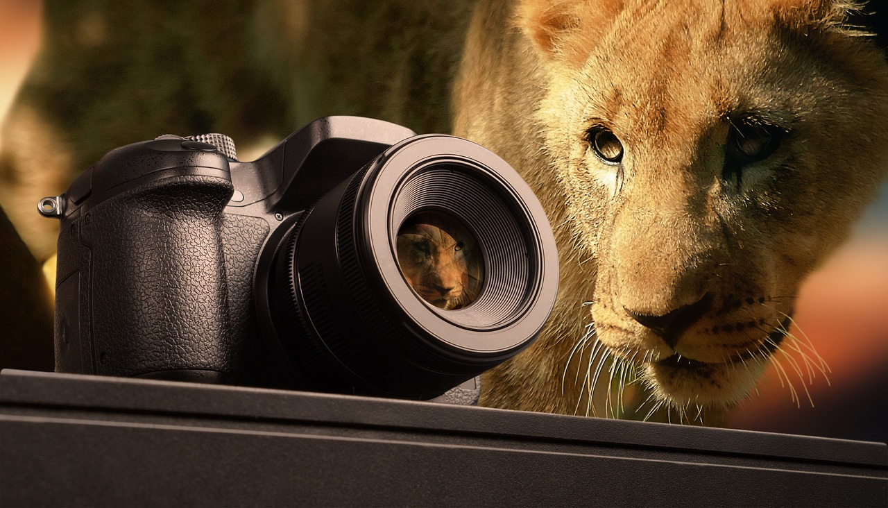 Fotografija, Liūtas, Gyvūnas, Laukinis Gyvūnas, Žinduolis, Pietų Afrika, Paw, Kailis, Safari, Laukinė Gamta