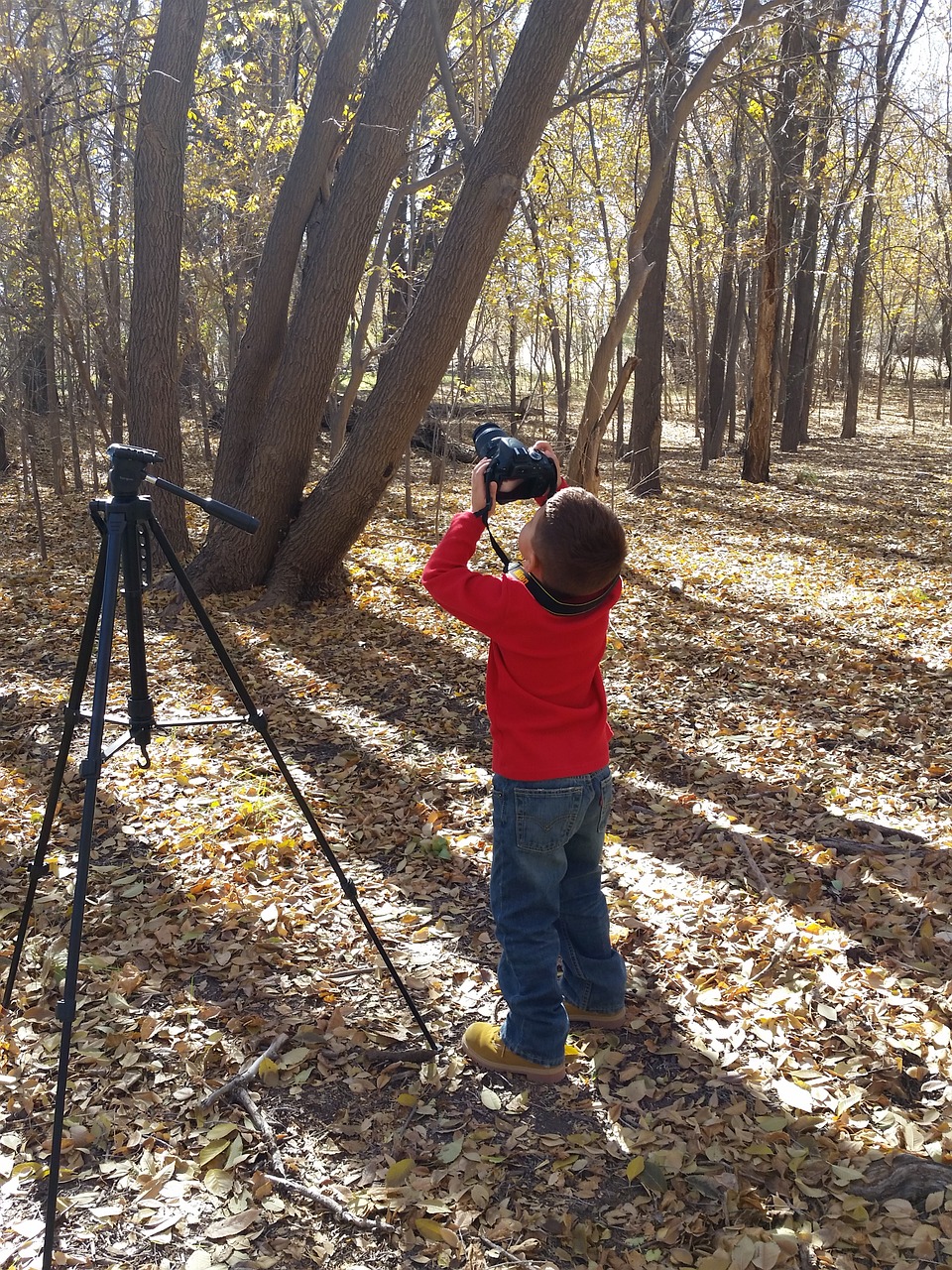 Fotografija, Berniukas, Mokytis, Fotoaparatas, Trikojis, Medžiai, Šviesa, Nemokamos Nuotraukos,  Nemokama Licenzija