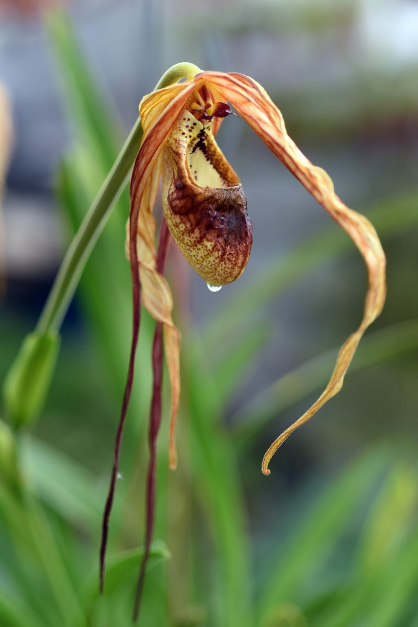 Phragmipedium,  Orchidėja,  Augalas,  Gėlė,  Makro,  Gamta,  Egzotiškas, Nemokamos Nuotraukos,  Nemokama Licenzija