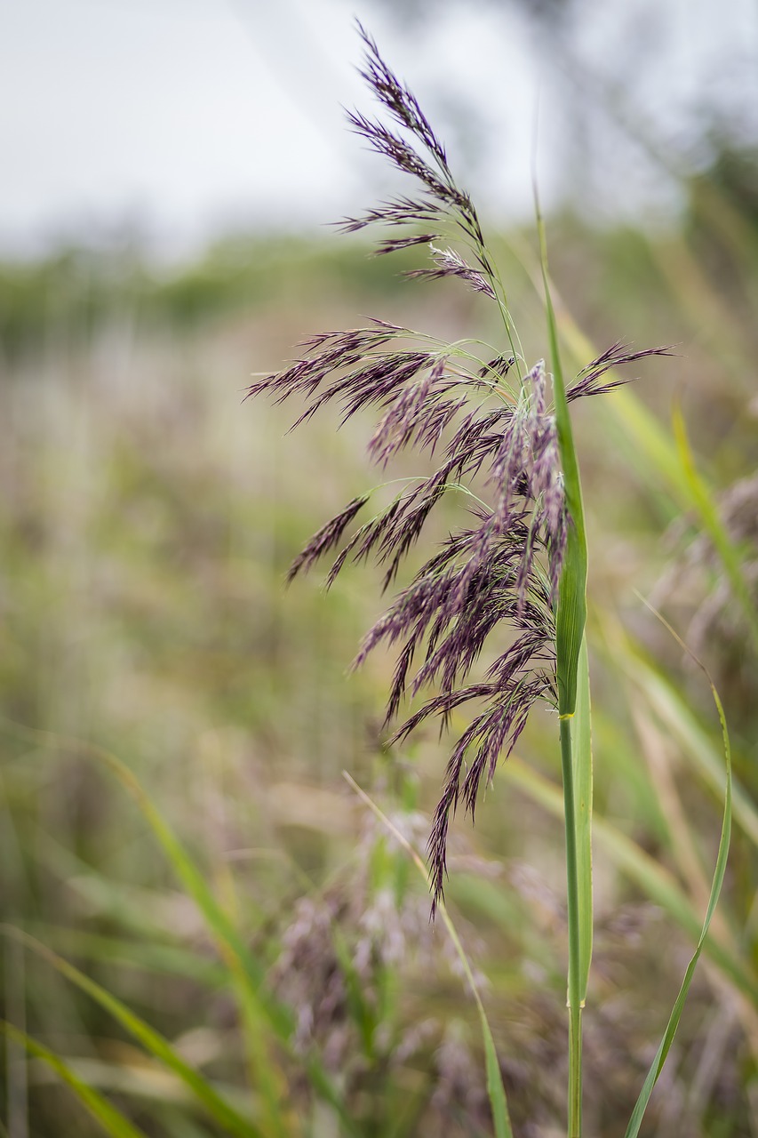 Phragmites, Nendrė, Žolė, Augalas, Flora, Tvenkinys, Pelkės, Gamta, Nemokamos Nuotraukos,  Nemokama Licenzija