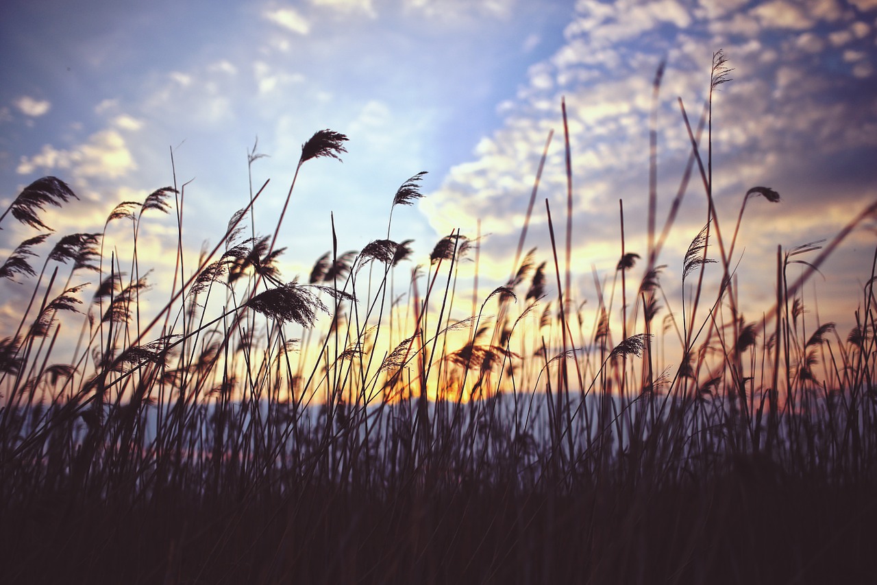 Phragmites, Saulėlydis, Debesys, Ežeras, Gamta, Nendrė, Nemokamos Nuotraukos,  Nemokama Licenzija