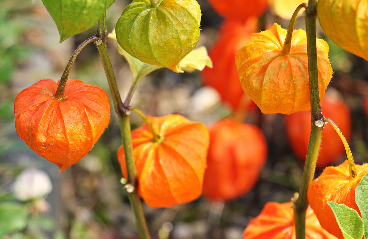 Fizalis, Burbulų Vyšnios, Žydų Vyšnios, Dygminų Agrastai, Lampionblume, Vaisiai, Mitybos Augalas, Nachtschattengewächs, Flora, Oranžinė