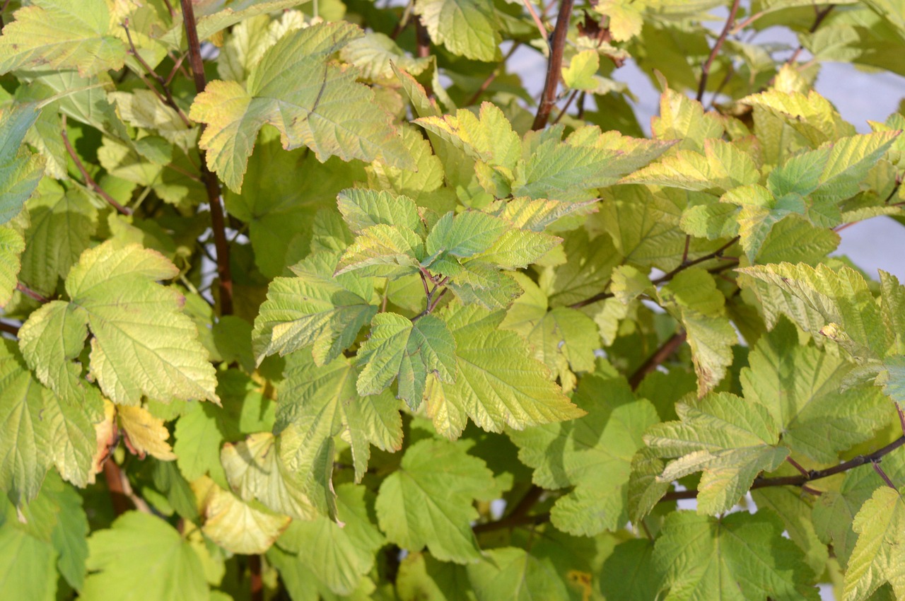 Fizokarpus, Lapai, Žalias, Geltona, Krūmas, Žalumos, Vasara, Žali Lapai, Dekoratyvinis, Augalas