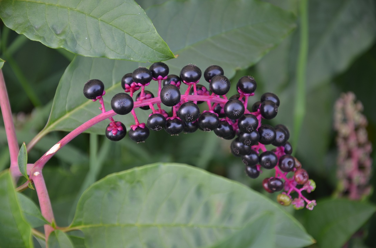 Phytolacca Spp, Uogos, Juoda, Nemokamos Nuotraukos,  Nemokama Licenzija